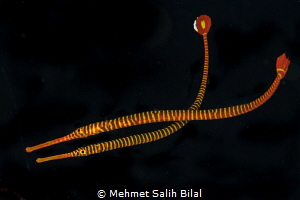 Banded pipefish couple. by Mehmet Salih Bilal 
